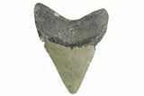 Bargain, Fossil Megalodon Tooth - North Carolina #355710-1